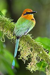 Broad-billed Motmot