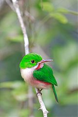 Broad-billed Tody