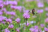 Broad-tailed Hummingbird