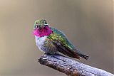 Broad-tailed Hummingbirdborder=