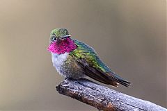 Broad-tailed Hummingbird