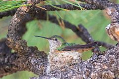 Broad-tailed Hummingbird