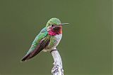 Broad-tailed Hummingbird