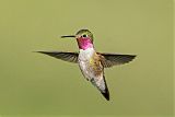 Broad-tailed Hummingbirdborder=