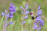 Broad-tailed Hummingbird