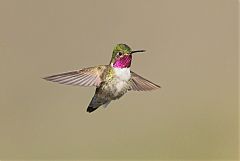 Broad-tailed Hummingbird
