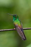 Bronze-tailed Plumeleteerborder=