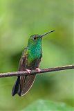 Bronze-tailed Plumeleteerborder=