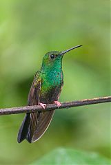 Bronze-tailed Plumeleteer