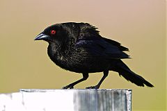 Bronzed Cowbird