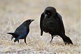 Bronzed Cowbird