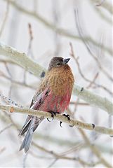 Brown-capped Rosy-Finch