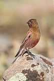 Brown-capped Rosy-Finchborder=