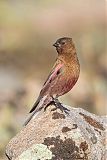 Brown-capped Rosy-Finch