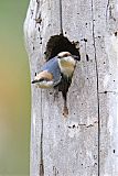 Brown-headed Nuthatchborder=