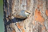 Brown-headed Nuthatchborder=