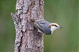 Brown-headed Nuthatchborder=