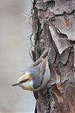 Brown-headed Nuthatch