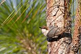 Brown-headed Nuthatch