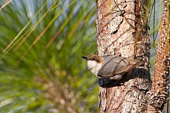 Brown-headed Nuthatch