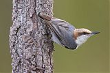 Brown-headed Nuthatchborder=