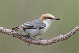 Brown-headed Nuthatchborder=