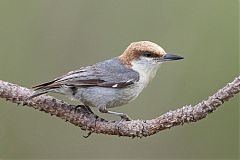 Brown-headed Nuthatch