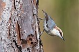 Brown-headed Nuthatch