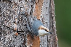 Brown-headed Nuthatch