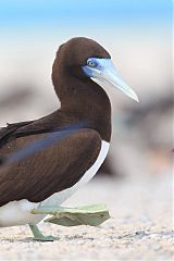 Brown Booby