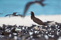 Brown Booby