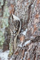 Brown Creeper