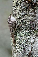 Brown Creeper