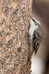 Brown Creeper