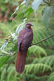 Brown Cuckoo-Doveborder=