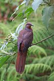 Brown Cuckoo-Dove