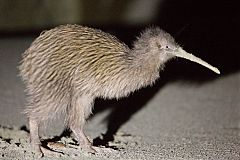 Southern Brown Kiwi