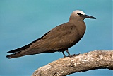 Brown Noddy