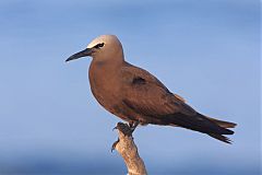 Brown Noddy