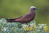 Brown Noddy