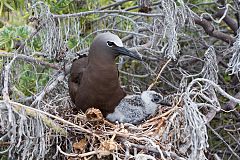 Brown Noddy