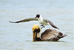 Brown Pelican