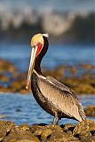 Brown Pelican