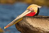 Brown Pelican