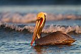 Brown Pelican