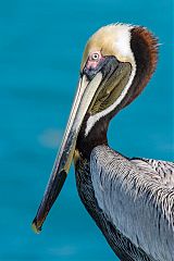 Brown Pelican