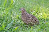 Brown Quail