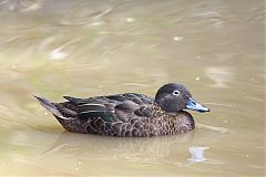 Brown Teal