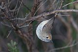 Brown Thornbillborder=