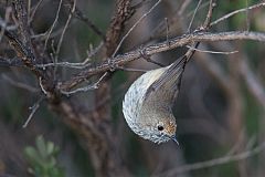 Brown Thornbill